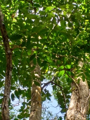 Pterocarpus officinalis