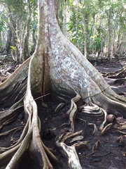 Pterocarpus officinalis