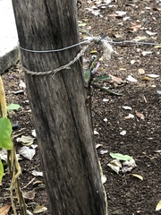 Anolis sagrei