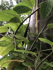 Anolis sagrei