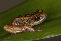 Eleutherodactylus paralius