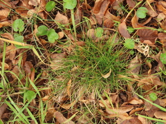 Festuca rubra commutata