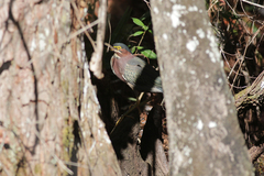 Butorides virescens image