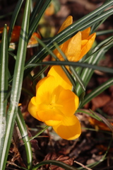 Crocus flavus