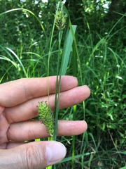 Carex hyalinolepis
