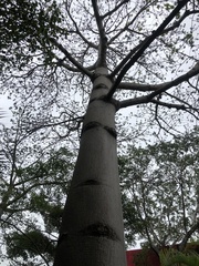 Ceiba pentandra