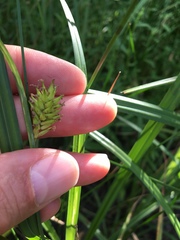 Carex hyalinolepis