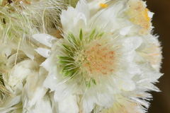 Pseudognaphalium chartaceum
