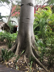 Ceiba pentandra