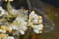 Pseudognaphalium chartaceum