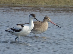 Recurvirostra avosetta