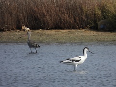 Recurvirostra avosetta