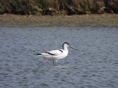 Recurvirostra avosetta