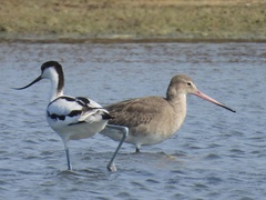 Recurvirostra avosetta