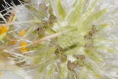 Pseudognaphalium chartaceum