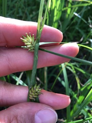 Carex hyalinolepis