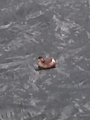 Tachybaptus ruficollis