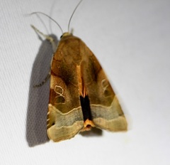 Noctua fimbriata