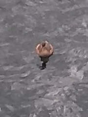 Tachybaptus ruficollis