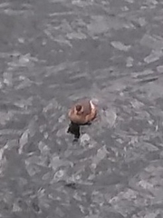 Tachybaptus ruficollis