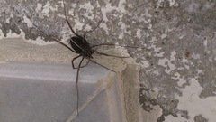 Zachaeus crista