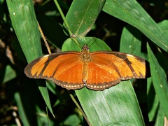Dryas iulia alcionea