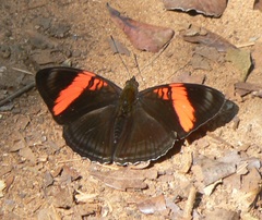 Adelpha lycorias