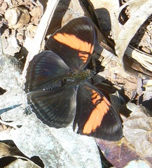 Adelpha lycorias
