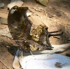 Consul fabius drurii