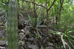 Agave arcedianoensis