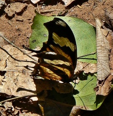 Consul fabius drurii