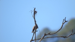 Pyrocephalus rubinus