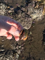 Crepidula norrisiarum