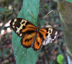 Tithorea harmonia pseudethra