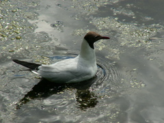 Chroicocephalus ridibundus