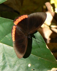 Biblis hyperia nectanabis
