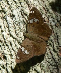 Celaenorrhinus similis