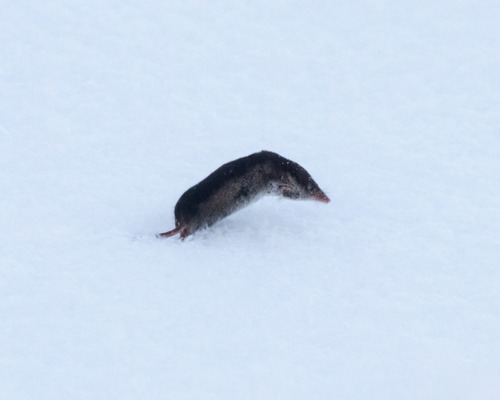 Common Shrew