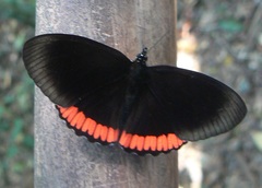 Biblis hyperia nectanabis