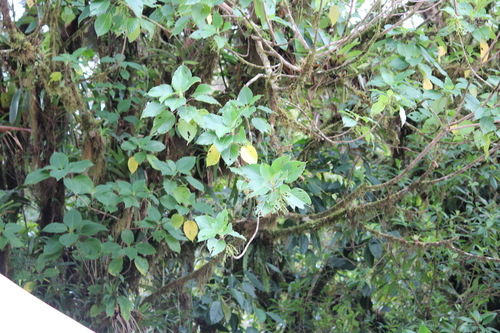 Guettarda crispiflora image