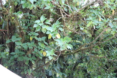 Image of Guettarda crispiflora