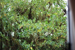 Guettarda crispiflora