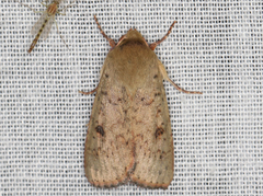 Australothis rubrescens