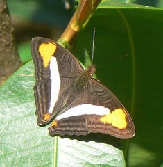 Adelpha epizygis