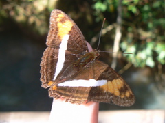Adelpha malea goyama