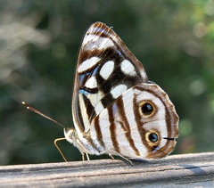 Dynamine postverta postverta