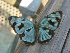 Dynamine postverta postverta