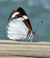 Dynamine coenus coenus