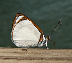 Dynamine coenus coenus