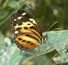 Tithorea harmonia pseudethra